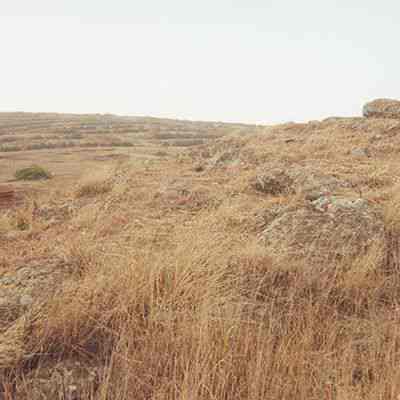 Pohaku (stones/rocks) and plants