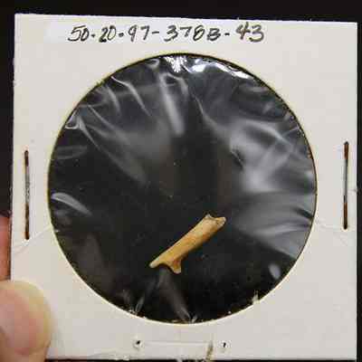 Closeup of a portion of fishhook: A small bone is encased in a circular display with a transparent cover, featuring numbers on top.