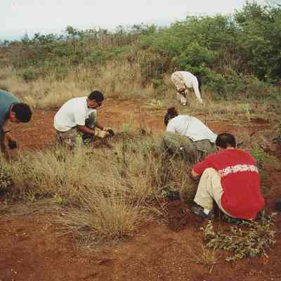 KIRC volunteers planting