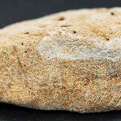 Closeup profile of coral abrader: The image shows a porous, brownish-gray coral abrader with a rough texture, featuring several small holes or pits on its surface, placed against a dark background.