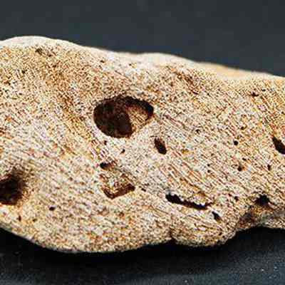 Close up profile of coral abrader: The image shows a porous, light brown coral abrader with irregular holes, resting on a dark surface.