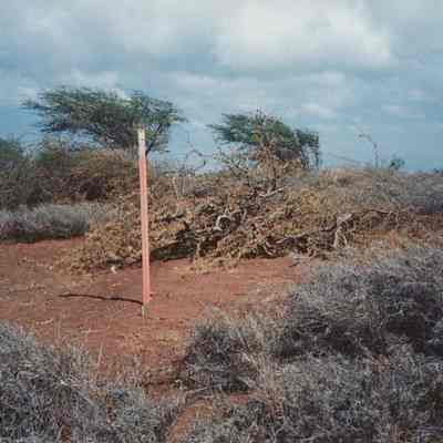 Brush piles on road to Seagull
