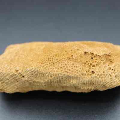Coral abrader: The image shows a piece of fossilized coral abrader, highlighted by its porous texture and irregular shape against a plain background.