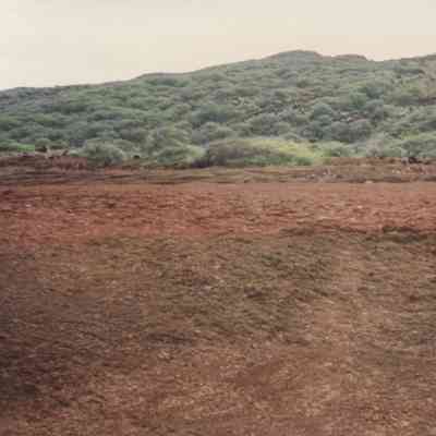 Hardpan terrain with trees in the background