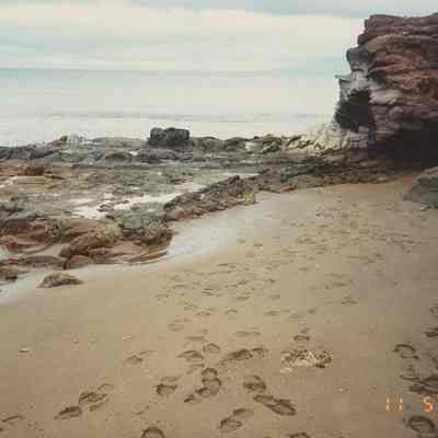 Freshwater seeping out of sand
