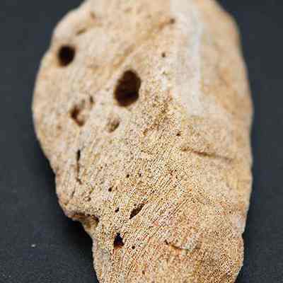 Closeup lengthwise view of coral abrader: Original size: 6.51 cm (l); Original format: Artifact; Resolution: 200 dpi