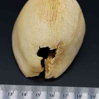 Lengthwise view of cowrie shell lure with ruler: The image shows a textured cowrie shell lure placed against a black background, with a ruler for scale indicating its size and dimensions.