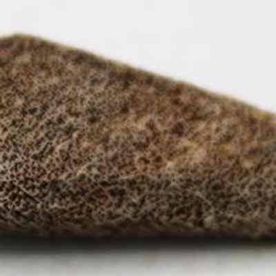 Closeup of coral abrader: The image shows a conical object with a rough, textured coral surface, lying on a smooth white background.