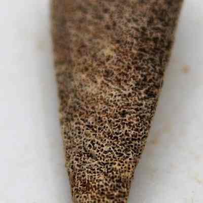 Lengthwise view of coral abrader: The image shows a close-up of a textured, brown, triangular object, lying on a white surface.