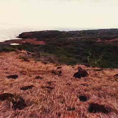 Grassy and rocky landscape