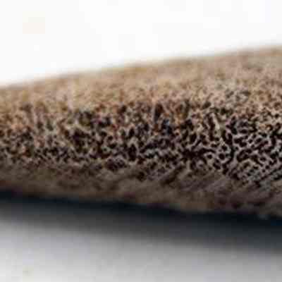 Side view of coral abrader: The image shows a textured, brownish, cone-shaped object, placed on a white surface with detailed patterning visible.
