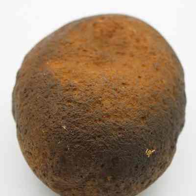 Basalt hammerstone: The image shows a  hammerstone, characterized by its rough, rounded surface and natural, earthy brown color, used historically for percussion.