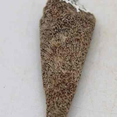 Lengthwise view of coral abrader: The image shows a brown, elongated piece of coral against a plain white background.