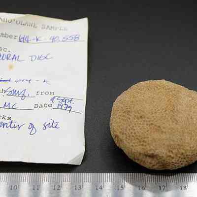 Coral disc with artifact slip and metal ruler: The image shows a labeled coral disc sample alongside a ruler for scale, with a descriptive note recording location, depth, and date.