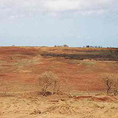 Hardpan and kiawe trees