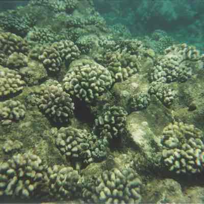 Coral-cauliflower