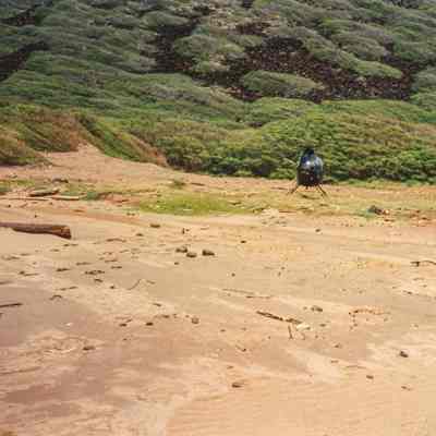 Helicopter near Kanapou Beach in front of hilly terrain with kiawe trees