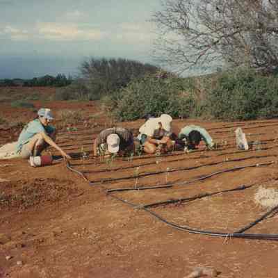 PKO members working at Mauka II Site