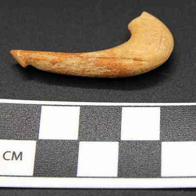 Part of fishhook with scale: The image shows an ancient, curved bone fishhook lying on a black surface. A black and white centimeter scale is placed beneath for reference.