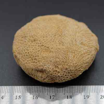 Closeup of coral disc with metal ruler: The image shows a textured, brown coral disc placed on a dark surface, with a measuring ruler in the foreground for scale reference.