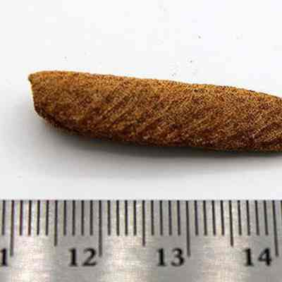 Abrader