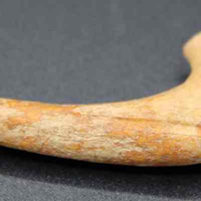 Closeup of fishhook portion: The image shows a close-up of a single, curved, bone fishhook with a smooth surface, displaying varying shades of beige and light brown.