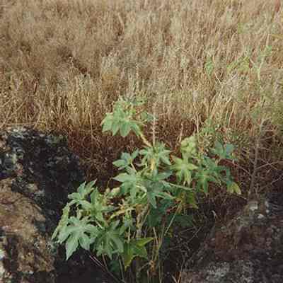Plant jutting out of two pohaku (rocks)