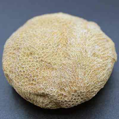 Closeup of coral disc: The image shows a round, textured coral disc with intricate patterns, displaying a beige tone, resting on a dark surface, highlighting its detailed natural design.