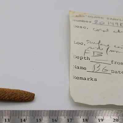 Coral abrader with artifact slip: Original size: 3.5 cm (L); Original format: Artifact; Resolution: 200 dpi
