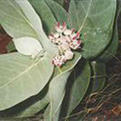 Small crown flower plant in bloom: Origsize: 4" x 6"; Origformat: Print-Photographic; Resolution: 200 dpi