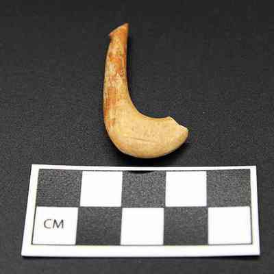 Fishhook portion with scale: The image shows a curved bone hook, placed on a black surface with a checkered scale for measurement reference.