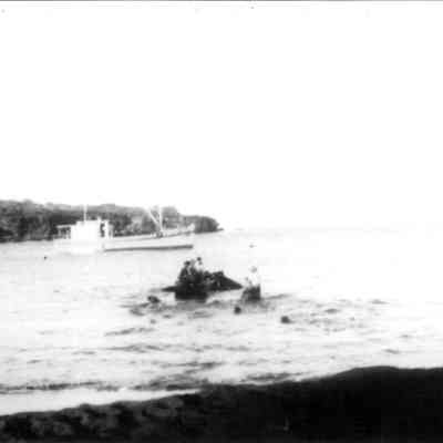 Whale boat with cattle