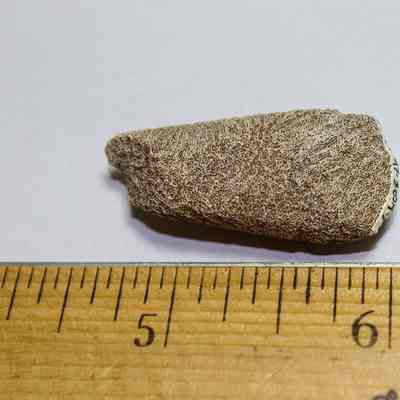 Coral abrader with a ruler: A textured, cone-shaped coral is placed on a surface next to a wooden ruler, measuring approximately 1.5 inches in length.