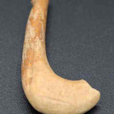 Portion of fishhook: The image shows a curved, ancient-looking bone tool placed against a dark surface, appearing worn with age and slight discoloration.