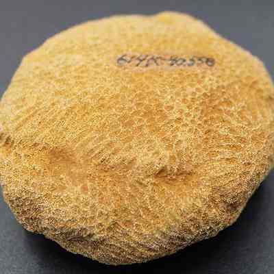 Closeup of a coral disc with catalog numbers: The image shows a round coral disc with a textured, rugged surface, displaying intricate patterns typical of corals, set against a plain dark background.
