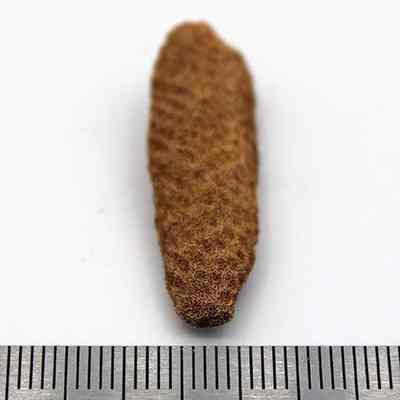 Lengthwise view of coral abrader: Original size: 3.5 cm (L); Original format: Artifact; Resolution: 200 dpi
