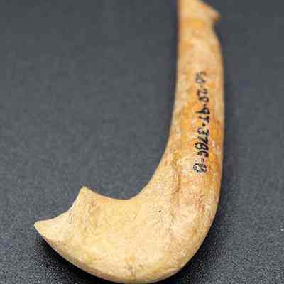 Back of fishhook portion: The image shows an ancient, curved fish hook made from bone, lying against a dark background.