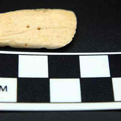 Cone shell scrapter: Origsize: 3 cm; Origformat: Artifact; Resolution: 72 dpi