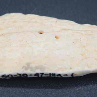 Closeup of cone shell: Origsize: 3 cm; Origformat: Artifact; Resolution: 72 dpi