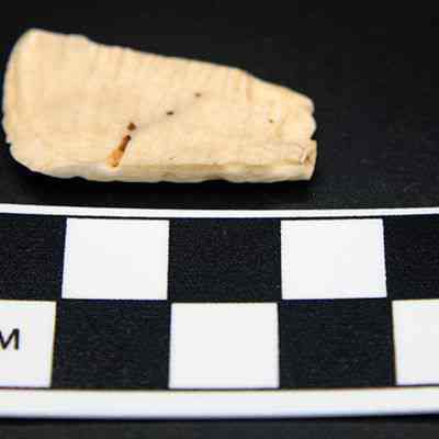 Underside of cone shell scraper: Origsize: 3 cm; Origformat: Artifact; Resolution: 72 dpi