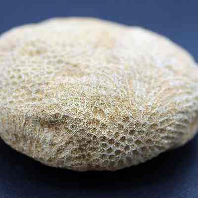 Closeup of coral disc: The image shows a textured, beige coral disc, displaying intricate, honeycomb-like patterns on its surface, resting on a dark background.