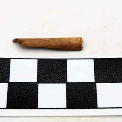 Worked bird bone with scale: A small piece of bone is placed above a black-and-white centimeter scale for reference against a plain, light-colored background.