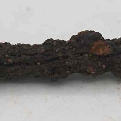Closeup of profile of rusty nail: The image shows a small, dark, textured object, lying on a plain white surface.