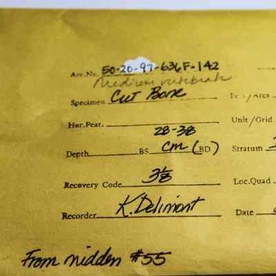 Manila artifact envelope for a piece of cut bone.: The image shows a yellow envelope with handwritten information about a specimen, including details like accession number, date, and recorder's name.