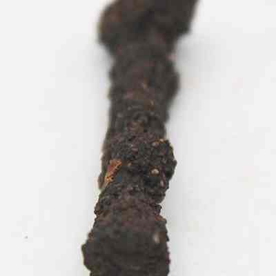 Lengthwise view of rusty nail: The image shows a close-up view of an elongated, rusty, textured iron object laying on a plain, white surface, suggesting age and exposure to the