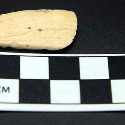 Cone shell scraper: Origsize: 3 cm; Origformat: Artifact; Resolution: 72 dpi