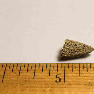 Coral abrader with ruler: A small, textured cone-shaped object rests beside a wooden ruler displaying inches.