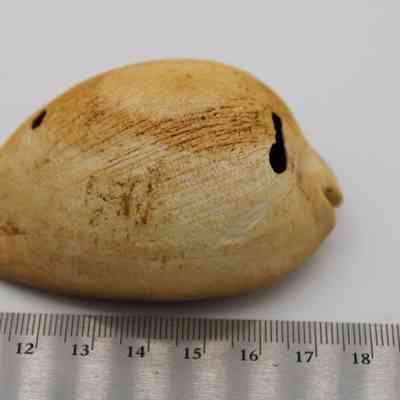 Closeup profile of cowrie shell lure with ruler: The image shows a weathered cowrie shell lure placed beside a ruler, showcasing its size, with visible markings and signs of use.