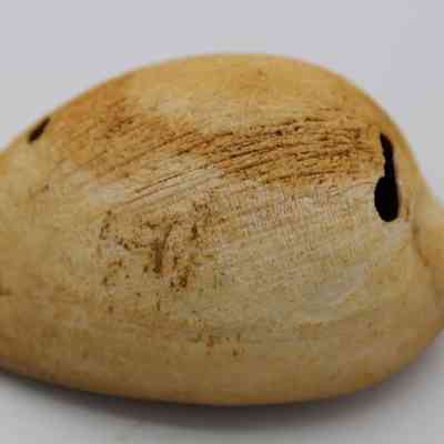 Closeup of cowrie shell lure in profile: The image shows a close-up of a cowrie shell lure, featuring its smooth, curved surface with natural patterns and a small hole for attachment.