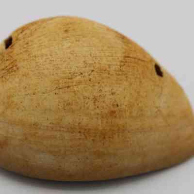 Closeup of profile of cowrie shell lure: The image shows a close-up of a cowrie shell lure, featuring a smooth, glossy surface with subtle natural patterns and two holes.